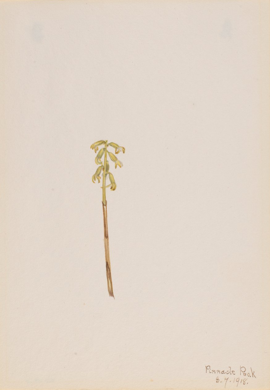 Corathorhiza corallorhiza af Mary Vaux Walcott