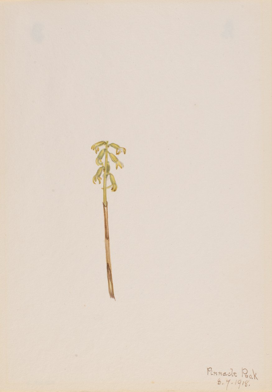 Corathorhiza corallorhiza, 1918. af Mary Vaux Walcott