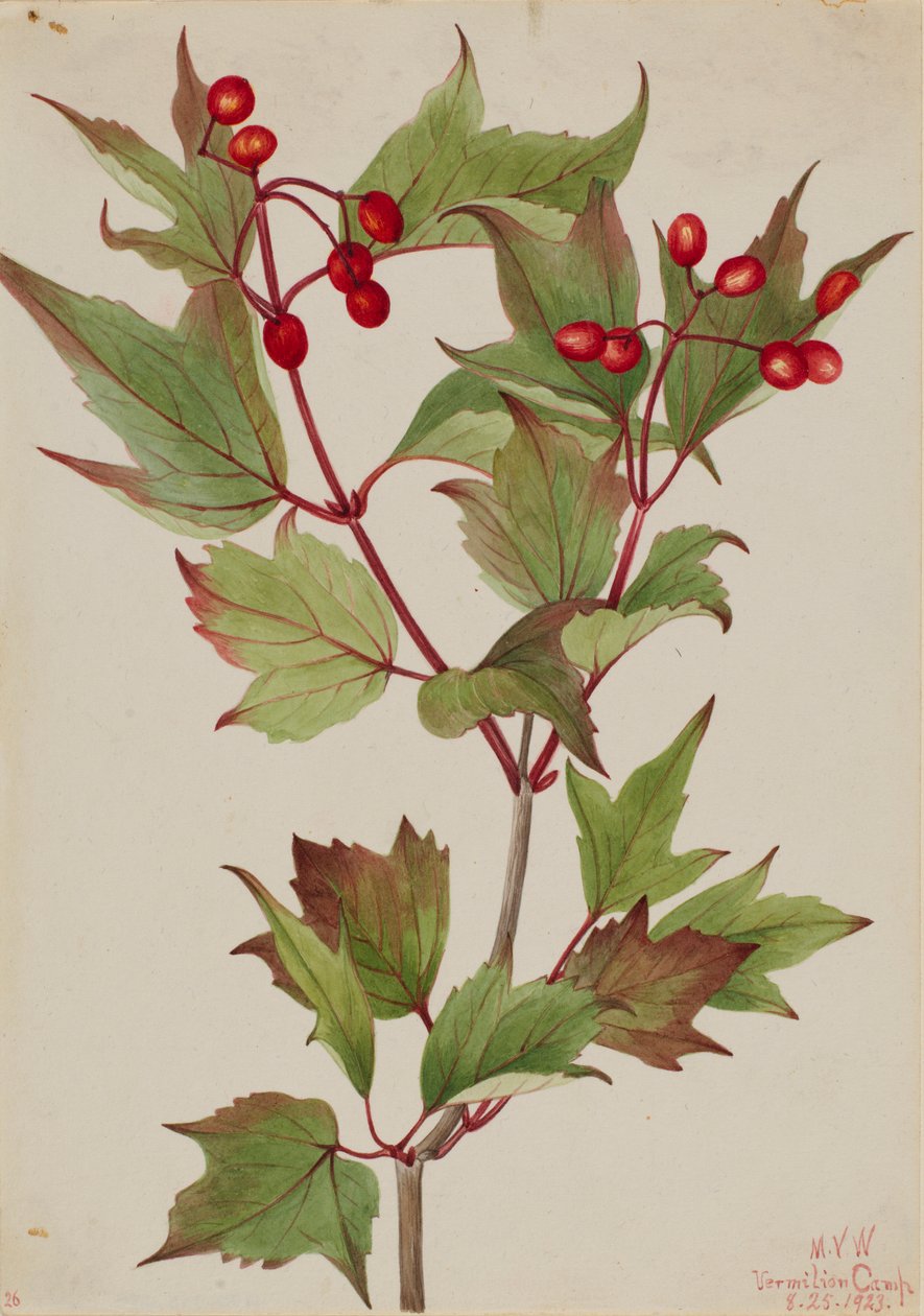 Tranebærbusk (Viburnum pauciflorum) af Mary Vaux Walcott