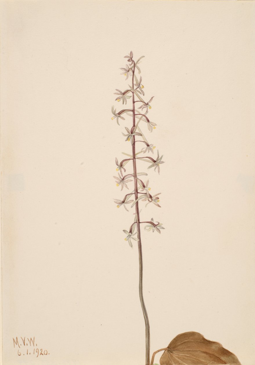 Traneflue Orchis Tipularia uniflora, 1920. af Mary Vaux Walcott