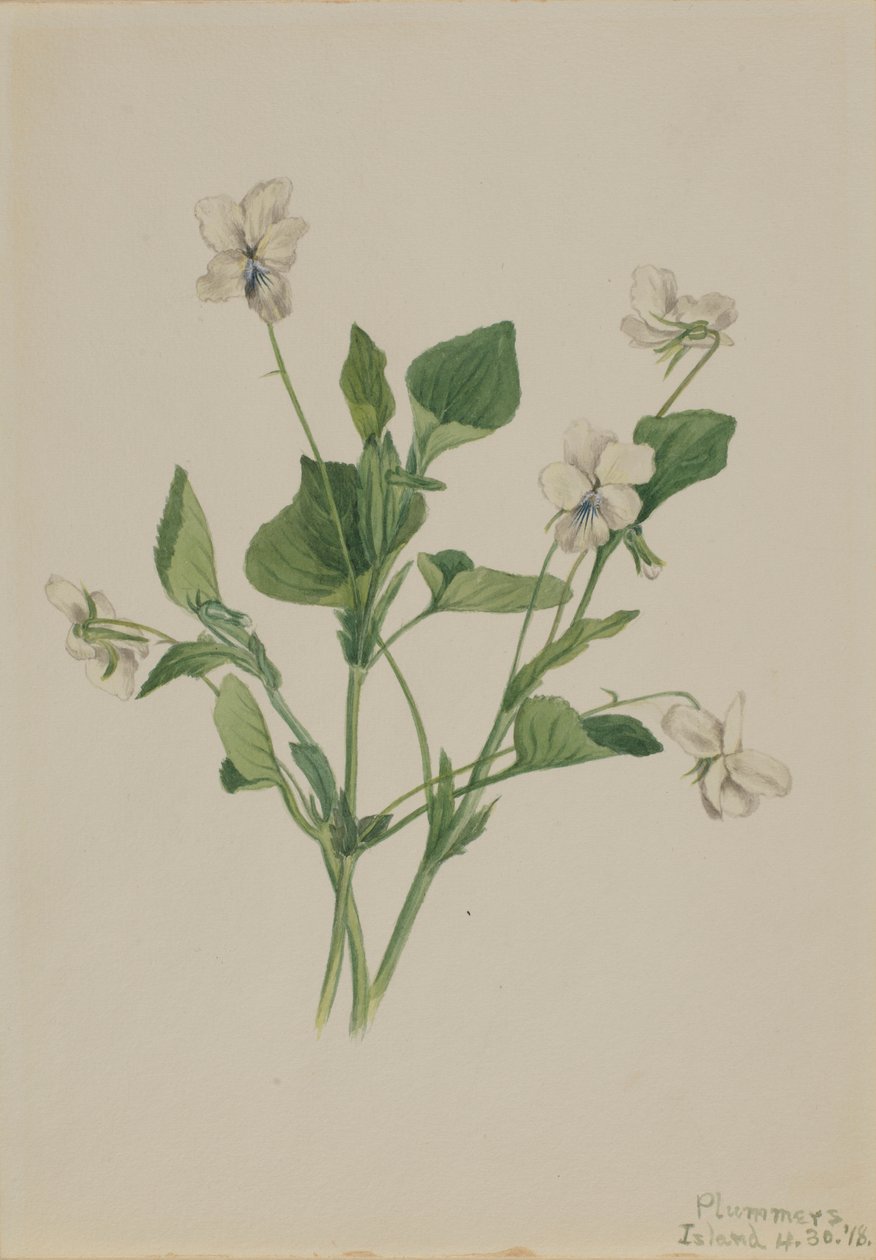 Flødeviol (Viola striata) af Mary Vaux Walcott