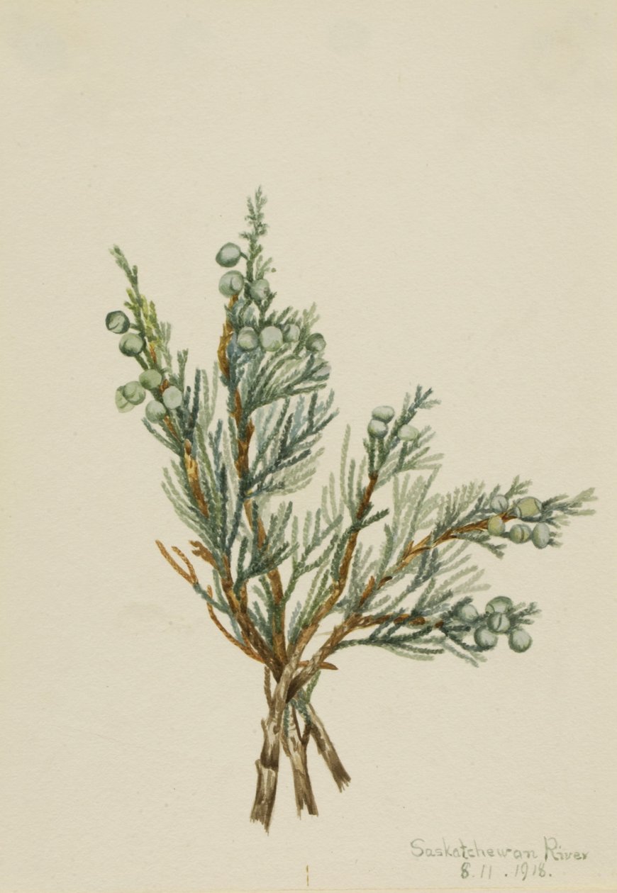 Krybende enebær (Juniperus horizontalis) af Mary Vaux Walcott