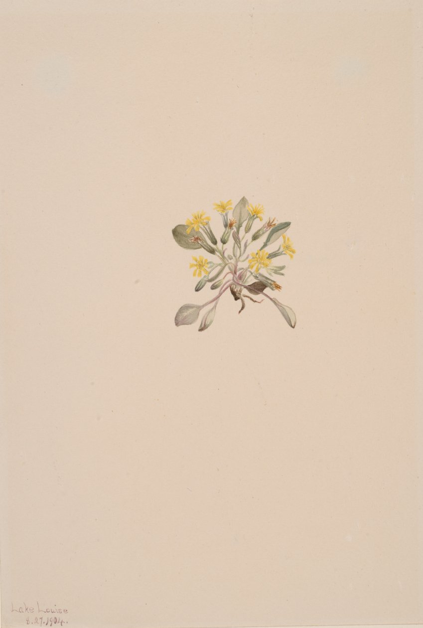 Elegante crepes, 1904. af Mary Vaux Walcott