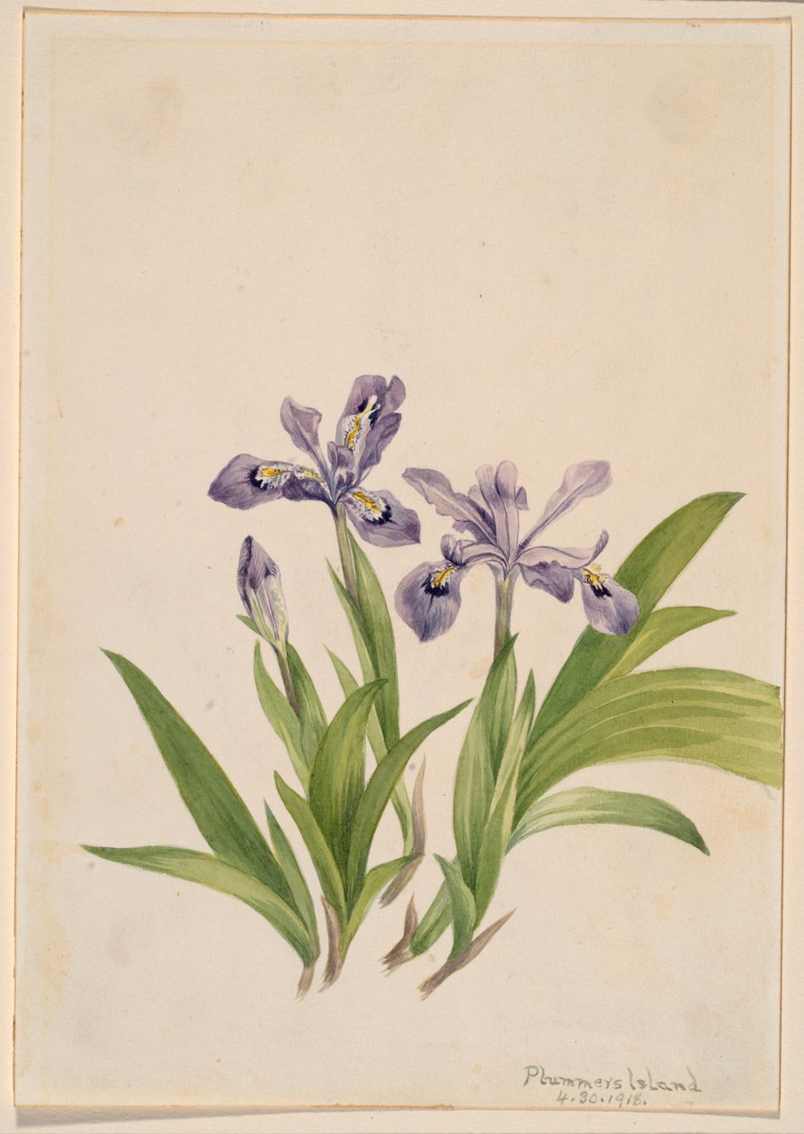 Kranset iris (Iris cristata) af Mary Vaux Walcott