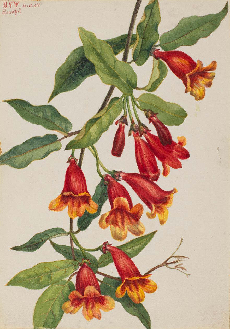 Korsved (Anisostichus capreolatus) af Mary Vaux Walcott