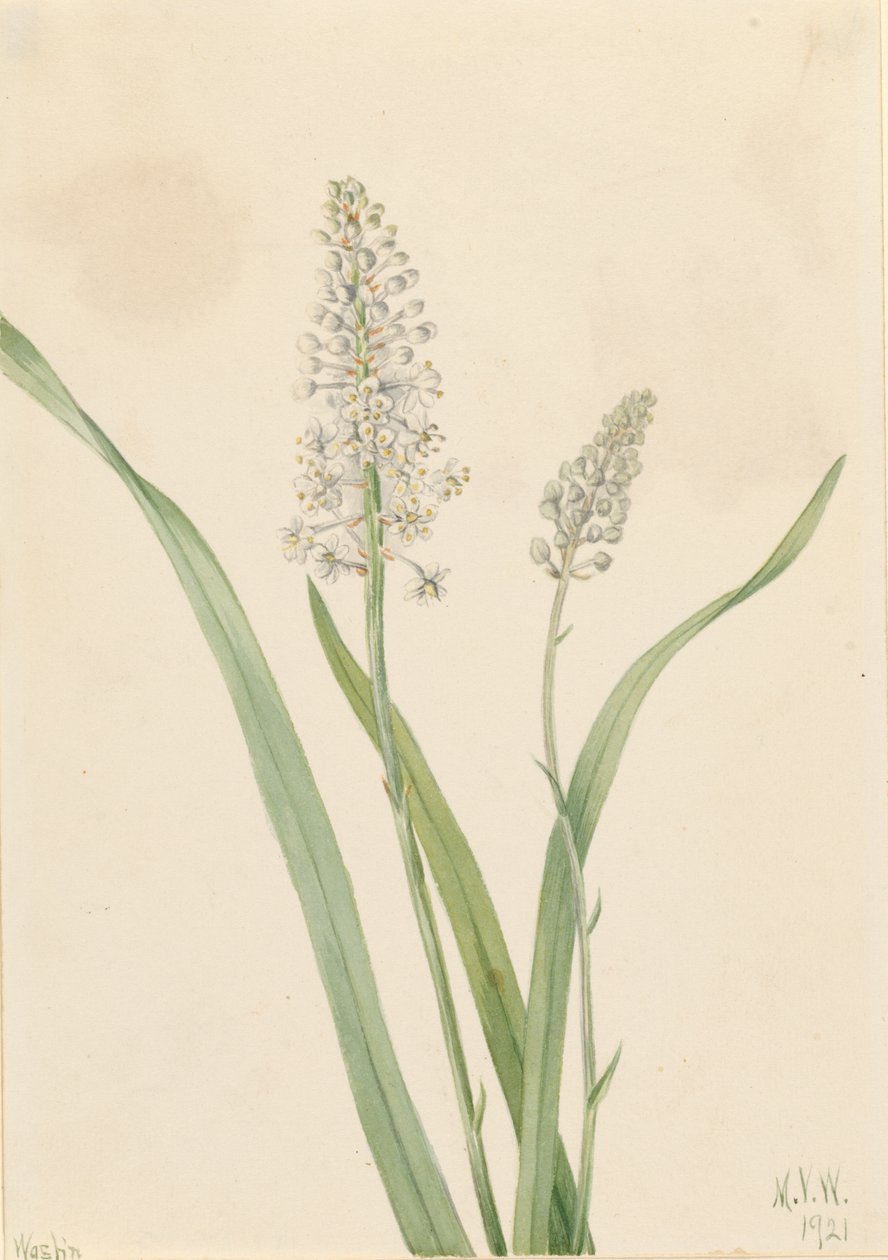 Kravegift (Chrosperma muscaetoxicum) af Mary Vaux Walcott
