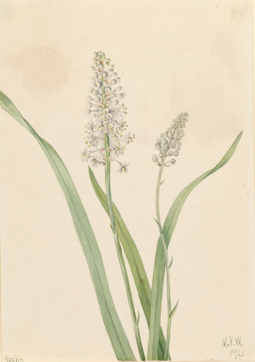 Crowpoison Chrosperma muscaetoxicum, 1921. af Mary Vaux Walcott