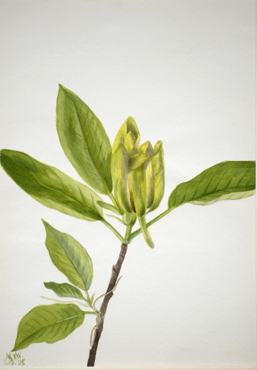 Agurketræ (Magnolia scuminata) af Mary Vaux Walcott