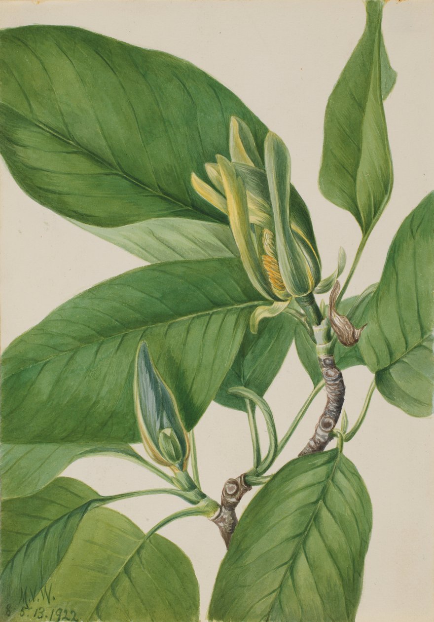 Agurketræ (Magnolia acuminata) af Mary Vaux Walcott
