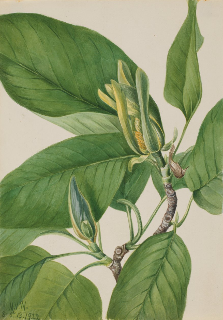 Agurketræ Magnolia acuminata, 1922 af Mary Vaux Walcott