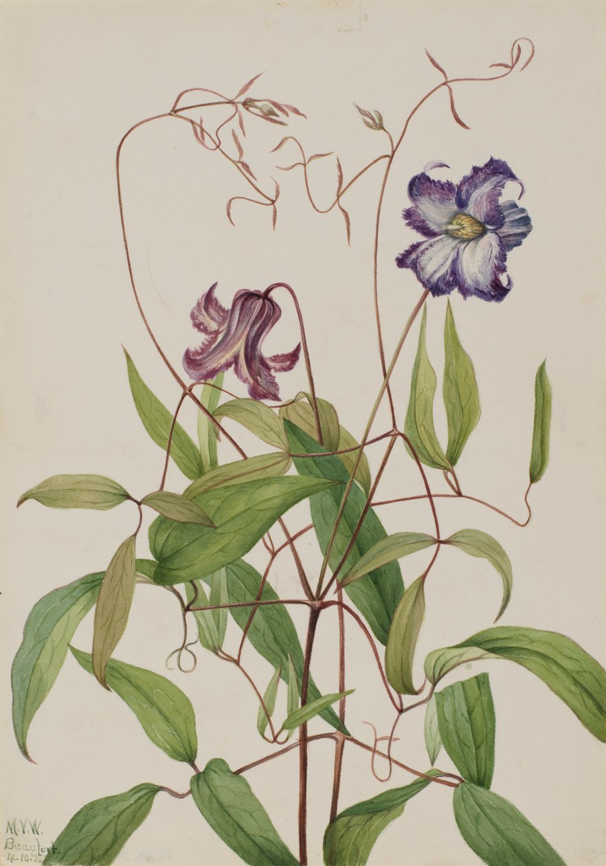 Krøllet klematis (Clematis crispa) af Mary Vaux Walcott