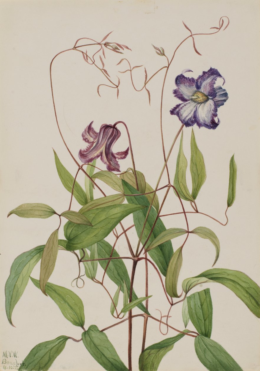 Krøllet Clematis Clematis curla, 1925. af Mary Vaux Walcott