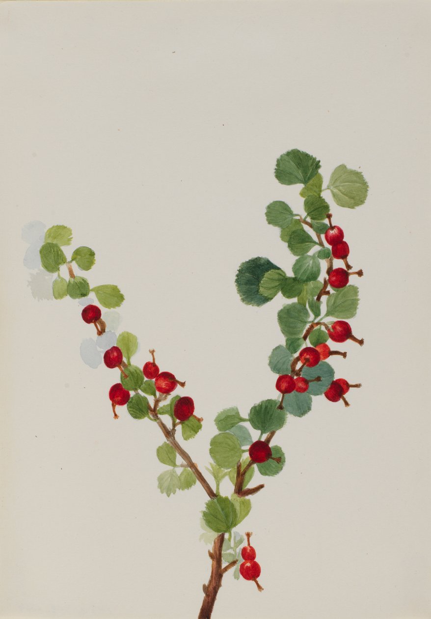 Ribs ufærdige Ribes arter, n.d. af Mary Vaux Walcott
