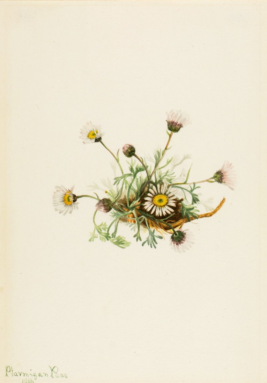 Skåret bladloppeurt (Erigeron compositus) af Mary Vaux Walcott