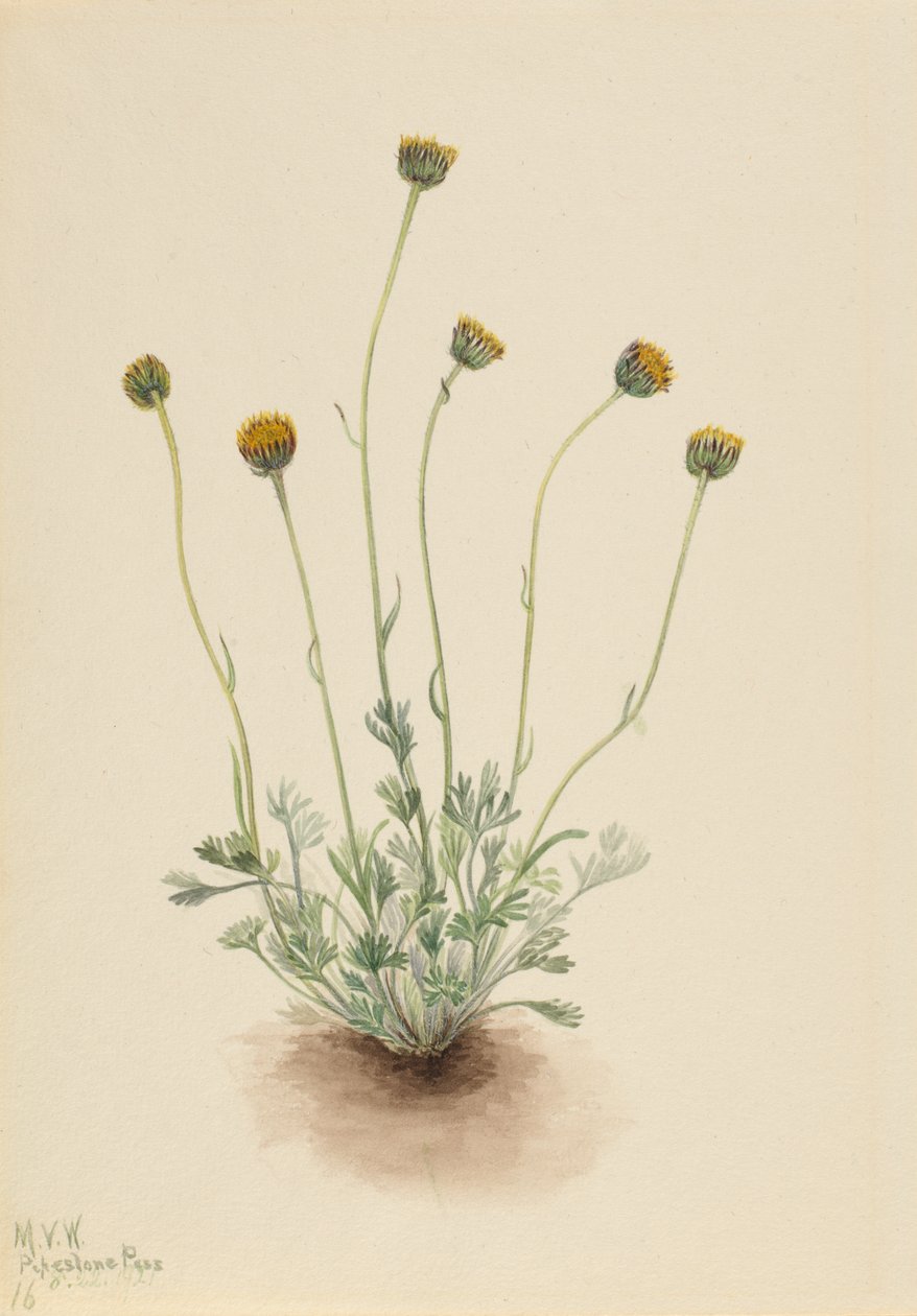 Cut Leaf Fleabane Erigeron tændstik nøgen, 1921. af Mary Vaux Walcott