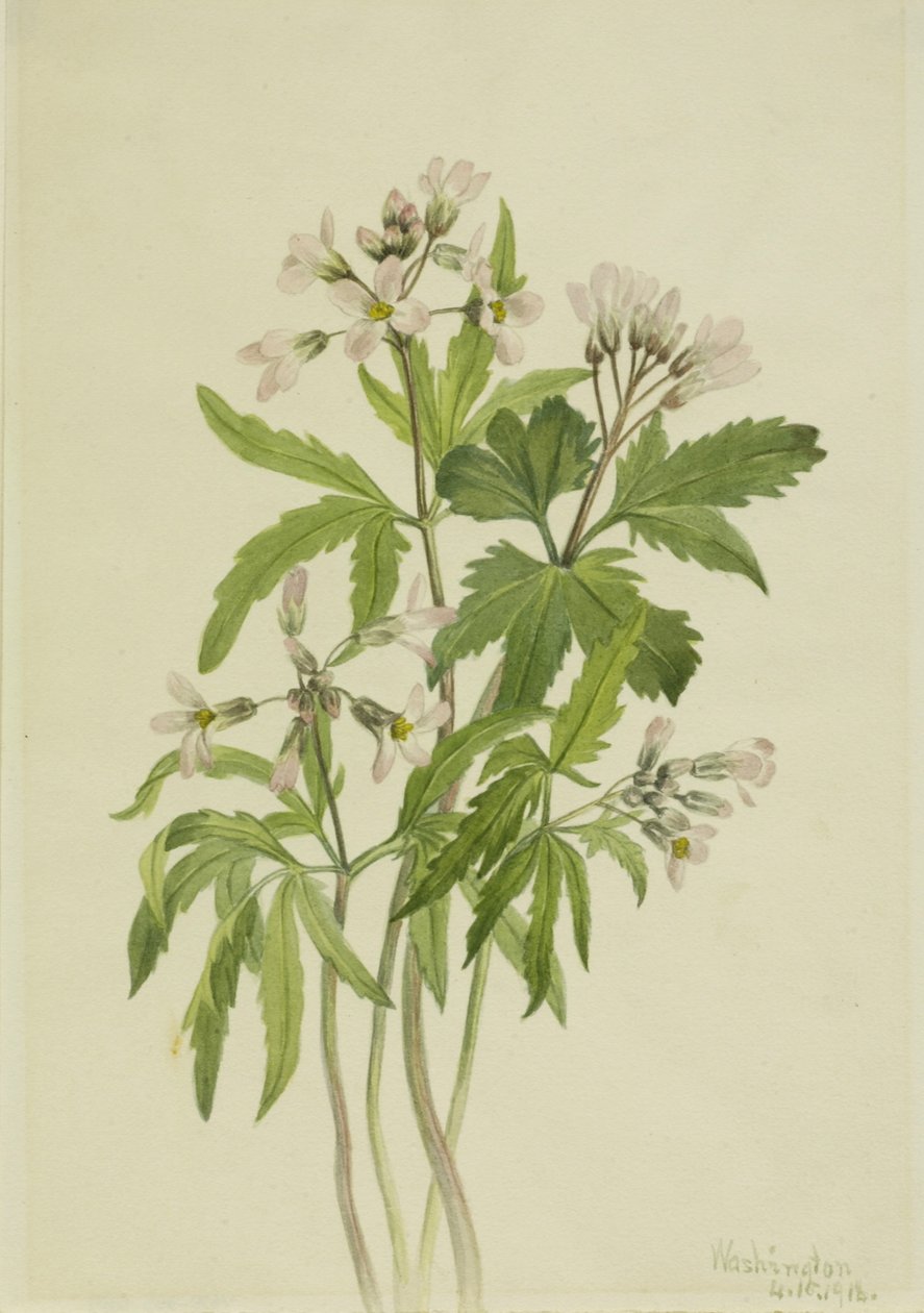 Skåret tandrod (Dentaria laciniata) af Mary Vaux Walcott