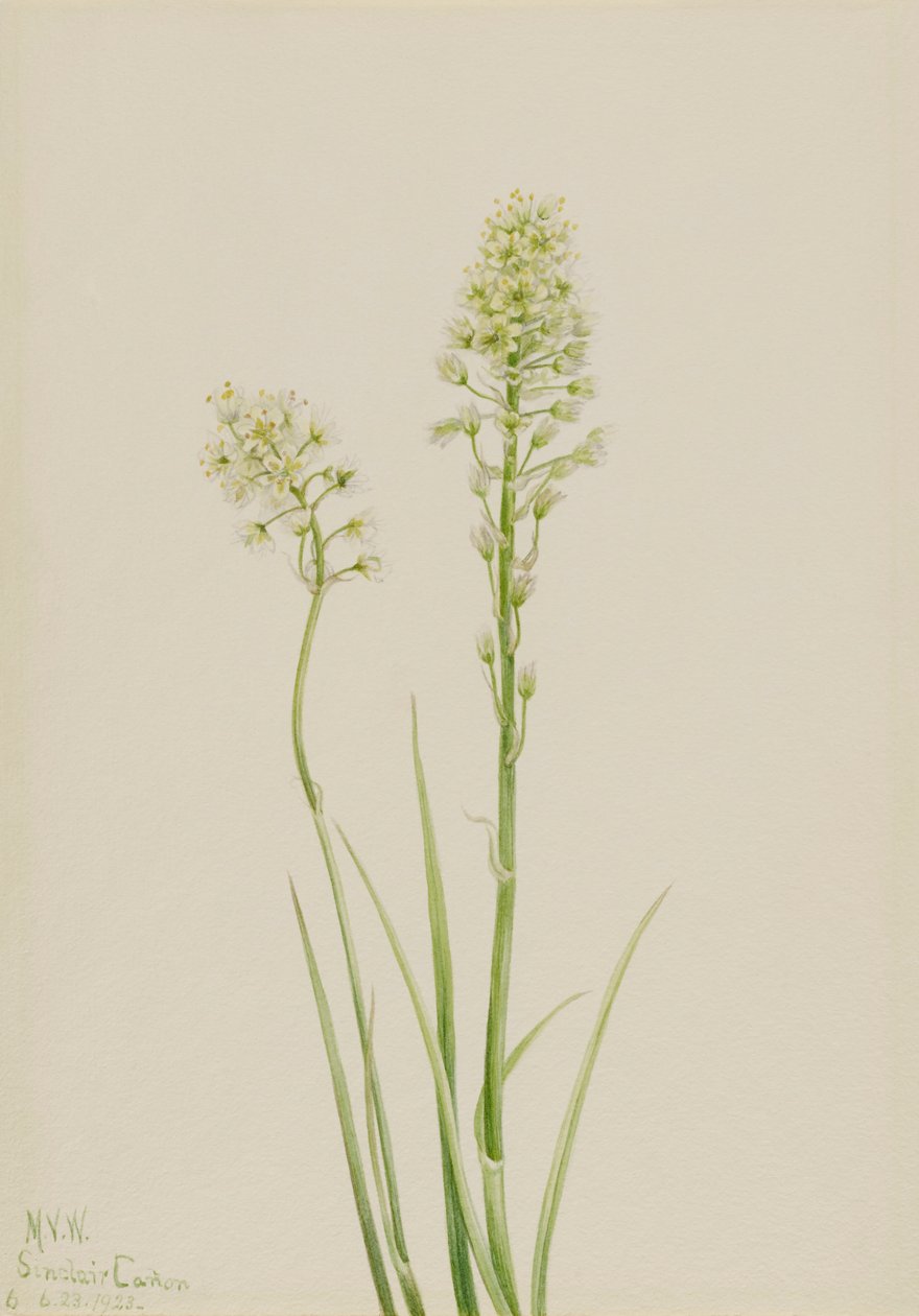 Døden Camas Zygadenus giftig, 1923. af Mary Vaux Walcott