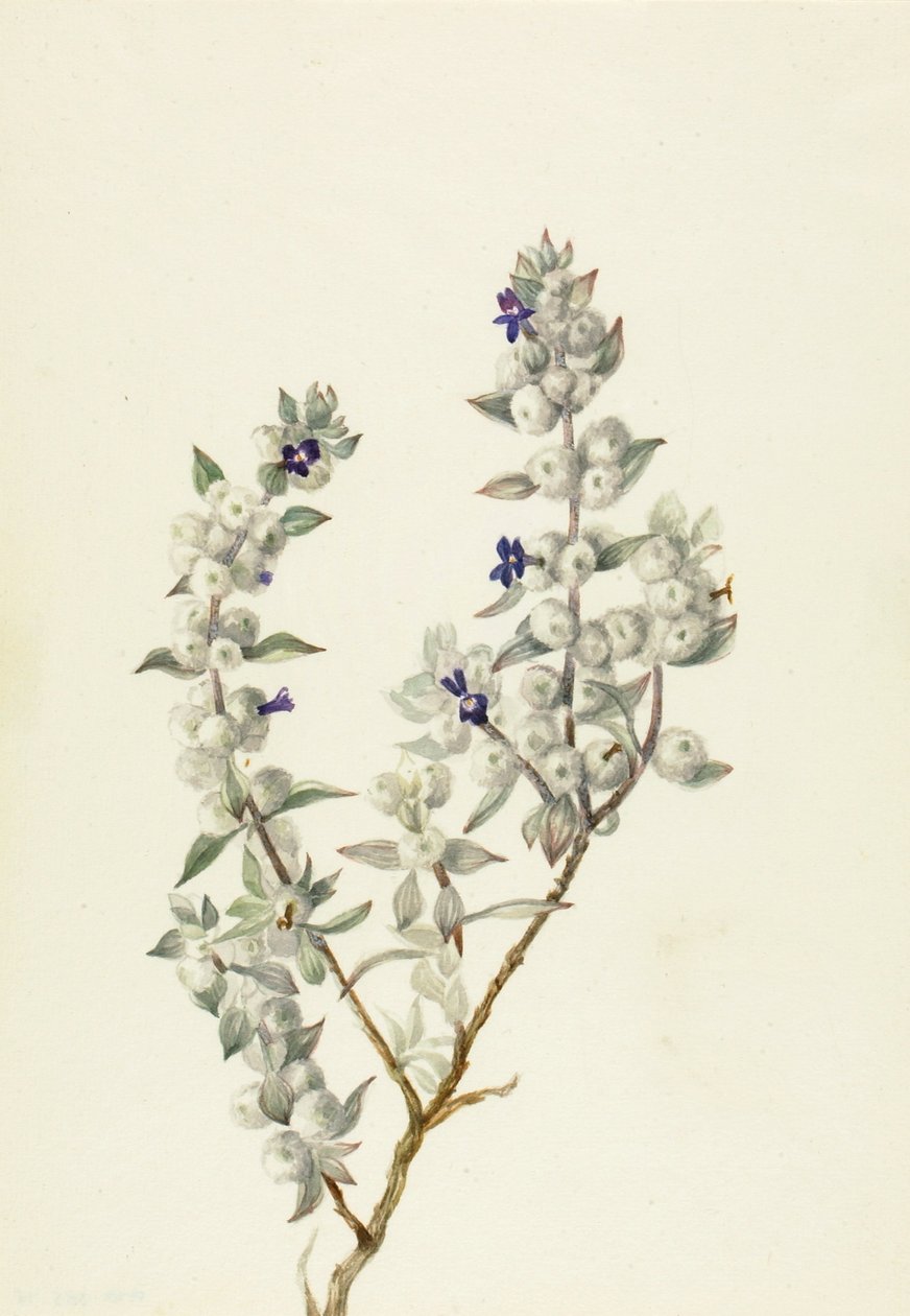 Salvie fra Death Valley (Salvia funerea) af Mary Vaux Walcott