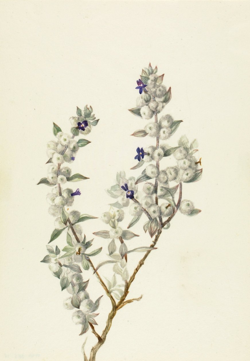 Death Valley Sage Salvia funerea, ca. begyndelsen af 1930