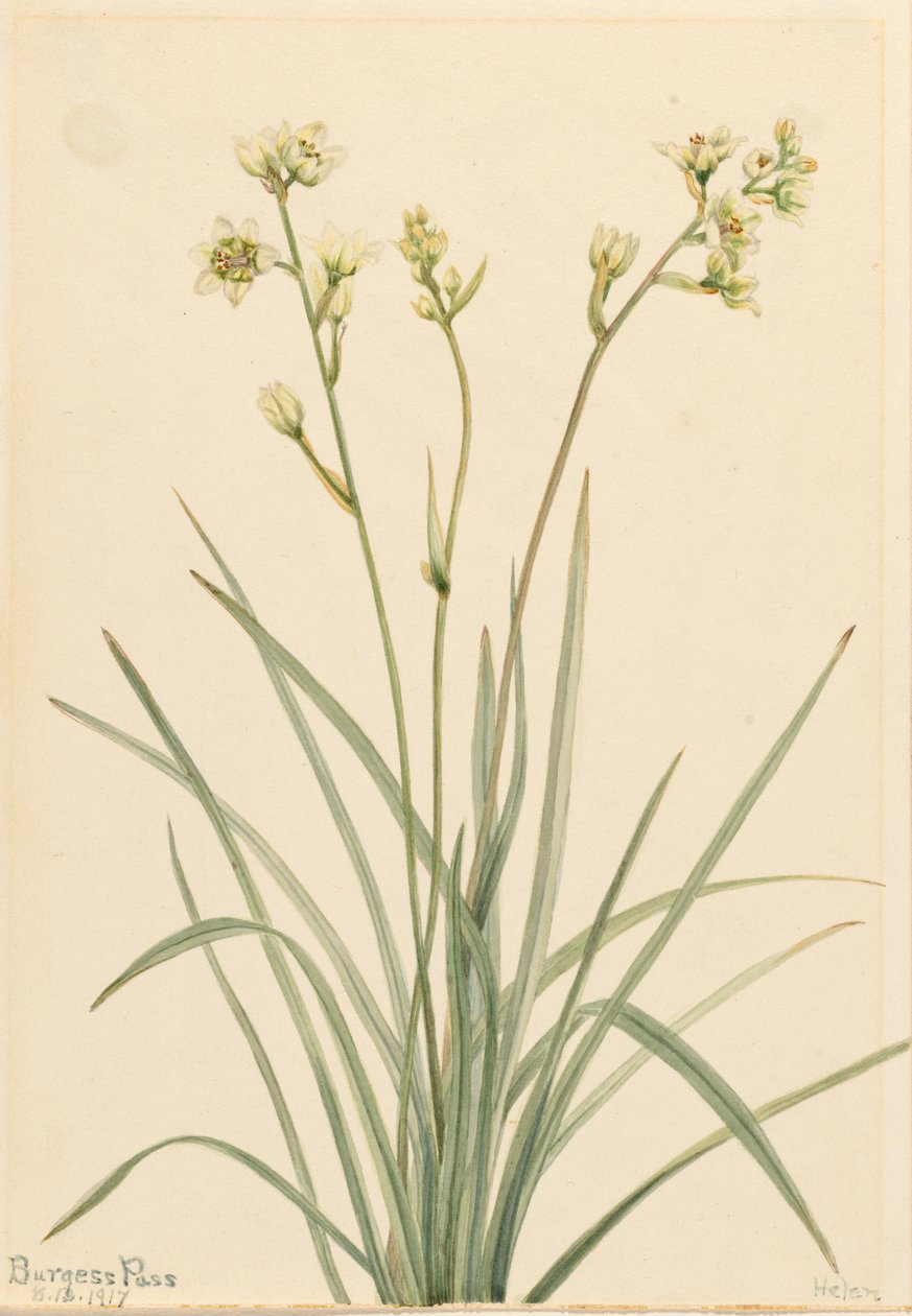 Dødskamas (Zygadenus elegans) af Mary Vaux Walcott