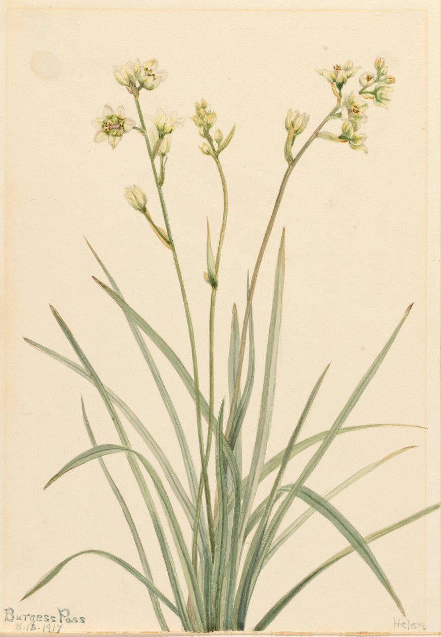 Deathcamas Zygadenus elegans, 1917. af Mary Vaux Walcott