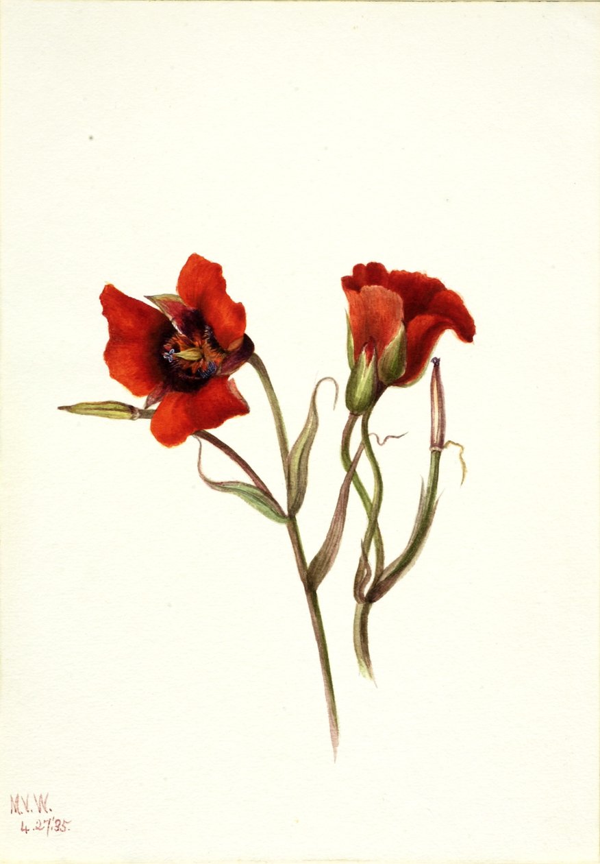 Ørkenmariposa (Calochortus kennedyi) af Mary Vaux Walcott