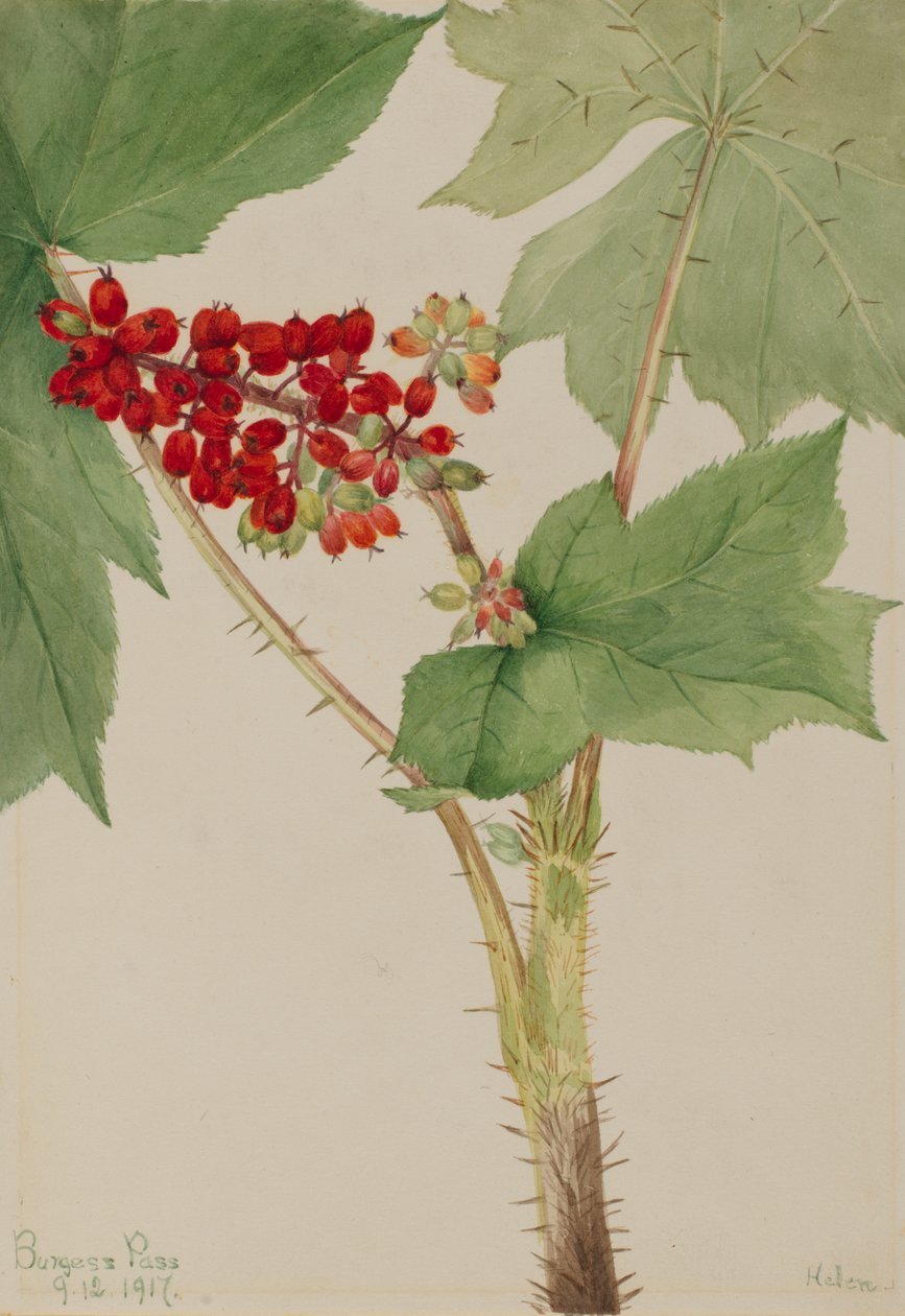 Devilsclub Echinopanax horridum, 1917. af Mary Vaux Walcott
