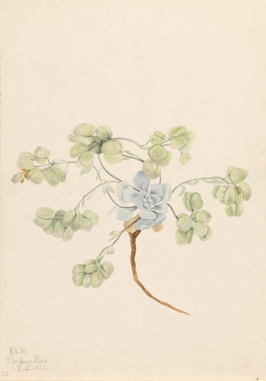 Dobbelt blærerod (Physaria didymocarpa) af Mary Vaux Walcott