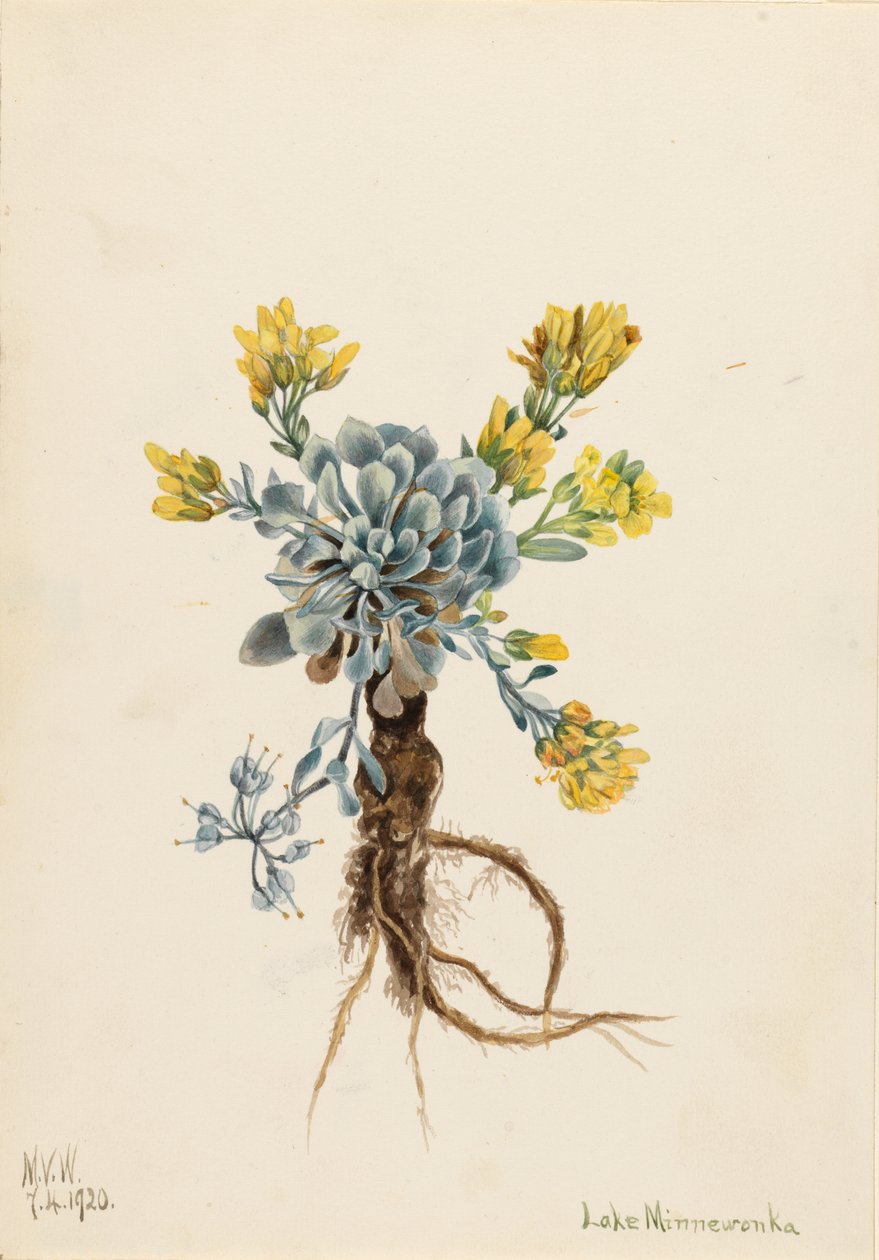 Dobbelt blærerod (Physaria didymocarpa) af Mary Vaux Walcott