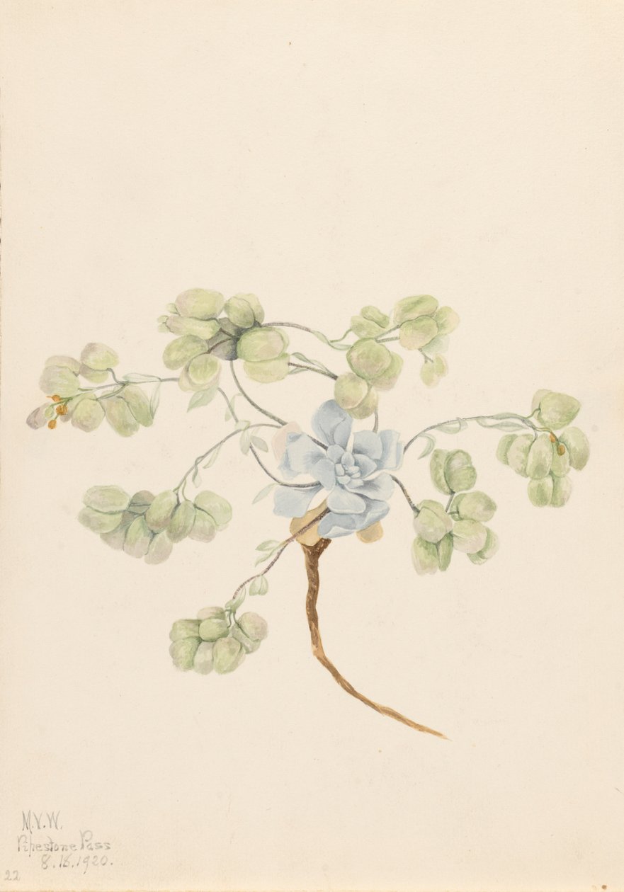 Dobbelt blærepod Physaria didymocarpa, 1920. af Mary Vaux Walcott