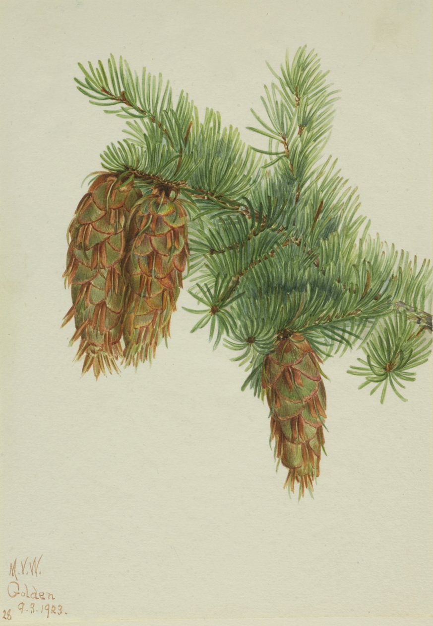 Douglas Gran Pseudotsuga mucronata, 1923. af Mary Vaux Walcott