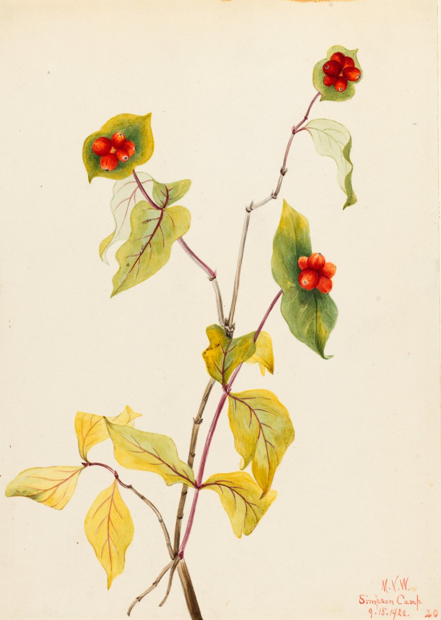 Douglas-kaprifolium (Lonicera glaucescens) af Mary Vaux Walcott