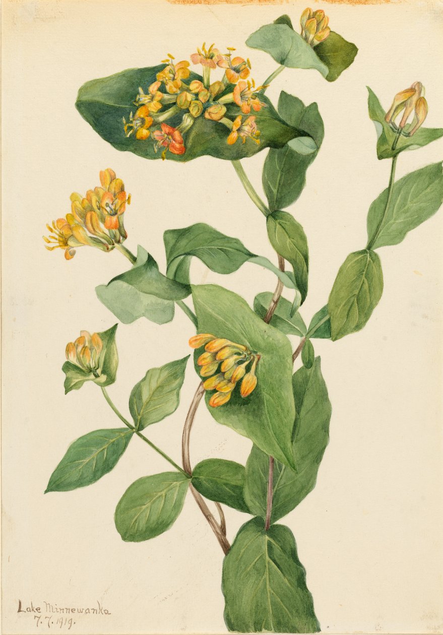 Douglas-kaprifolium (Lonicera glaucescens) af Mary Vaux Walcott