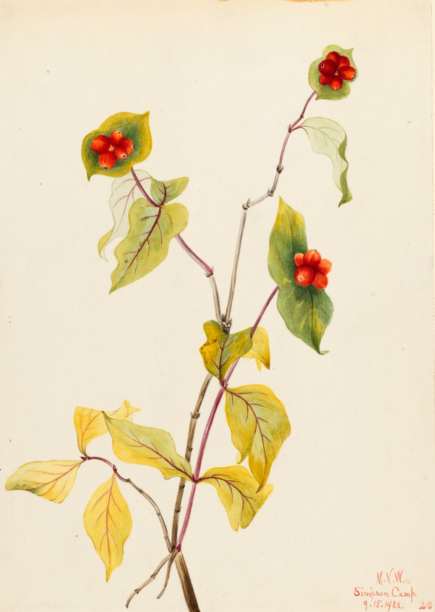 Douglas Honeysuckle Lonicera glaucescens, 1922. af Mary Vaux Walcott