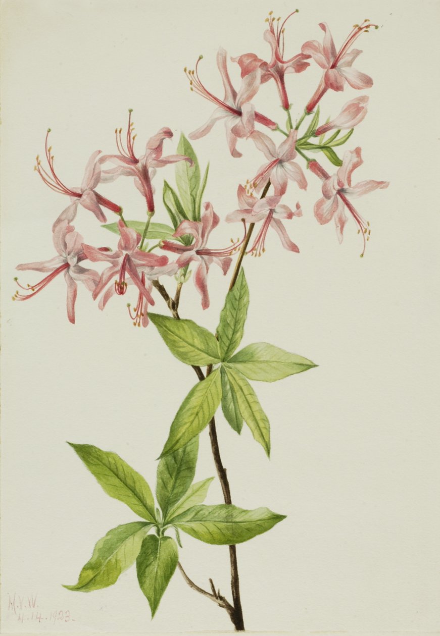 Dunet Pinxter Bloom Azalea rosea, 1923. af Mary Vaux Walcott