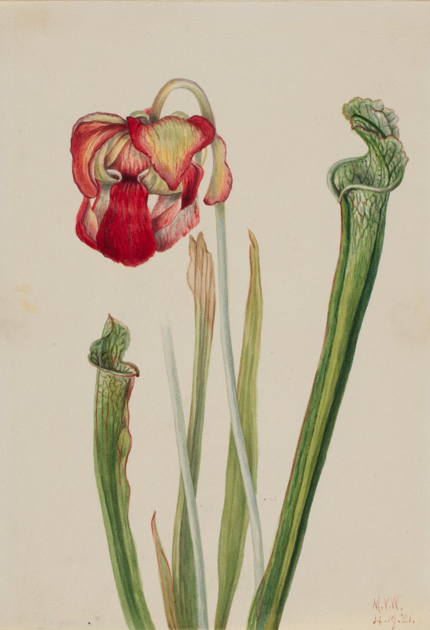 Drummond Pitcherplant Sarracenia drummondii, 1921. af Mary Vaux Walcott