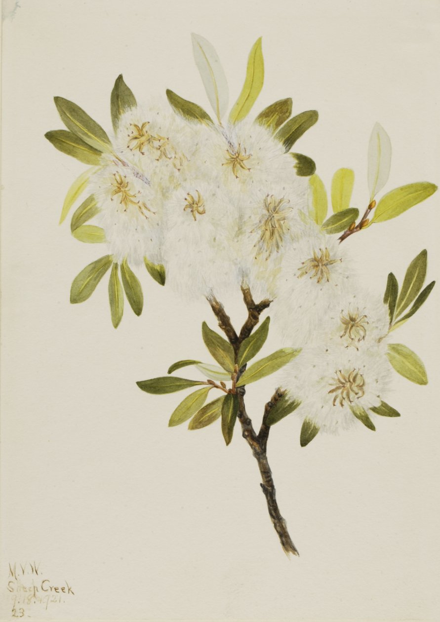 Drummond Willow Salix drummondiana, 1921. af Mary Vaux Walcott