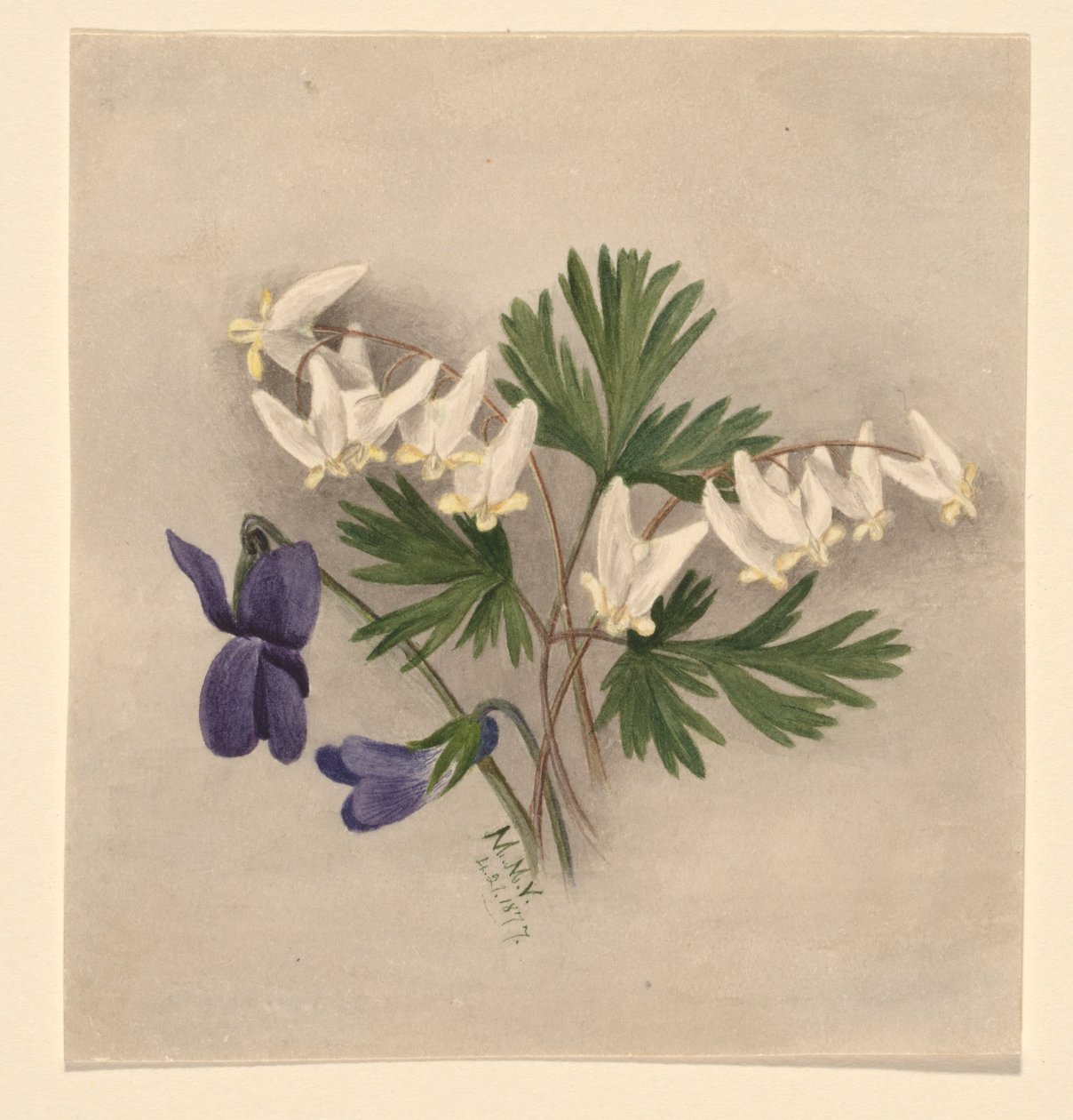 Hollænderbukser (Bikukulla cucullaria) af Mary Vaux Walcott