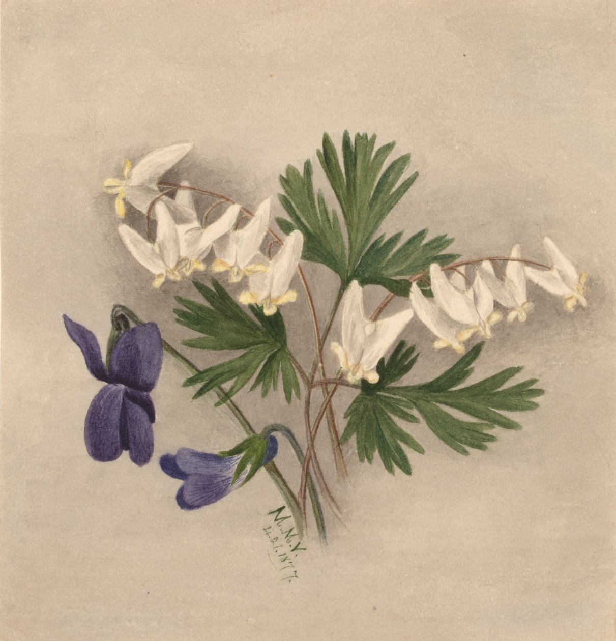 Hollænderbukser Bikullaria, af Mary Vaux Walcott