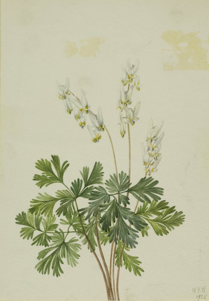 Hollænderbryst (Bikukulla cucullaria) af Mary Vaux Walcott