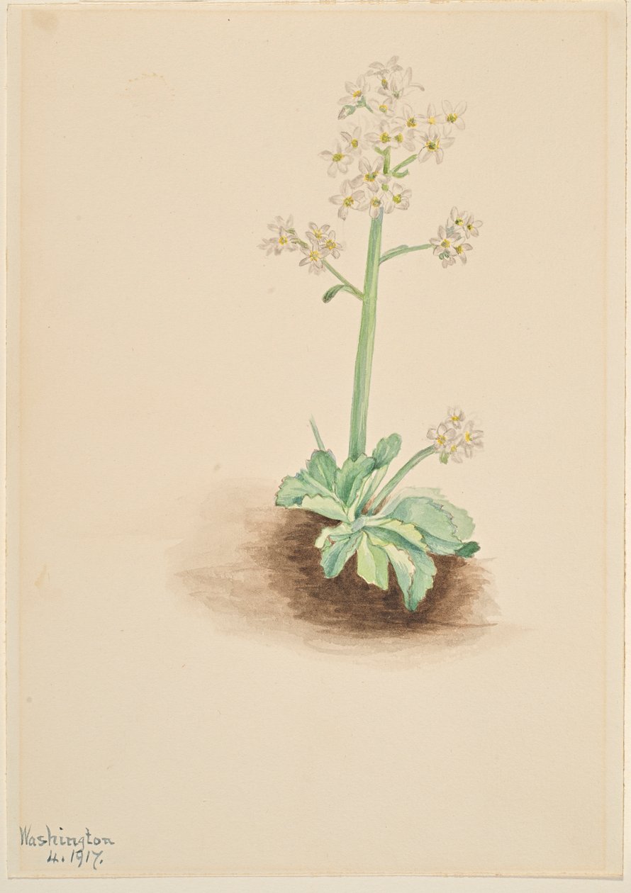 Tidlig stenbræk (Saxifraga virginiensis) af Mary Vaux Walcott