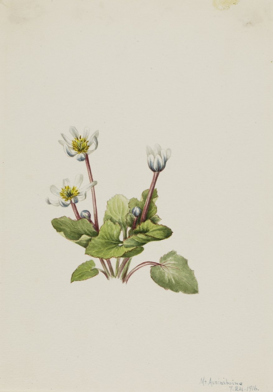 Elgslide (Caltha leptosepala) af Mary Vaux Walcott