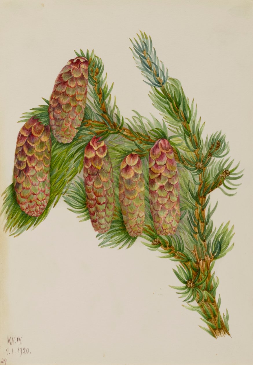 Engelmannsgran Picea engelmanni, 1920. af Mary Vaux Walcott