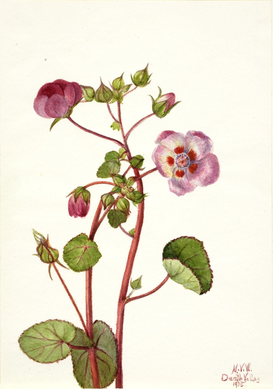 Eremalche rotundifolia af Mary Vaux Walcott