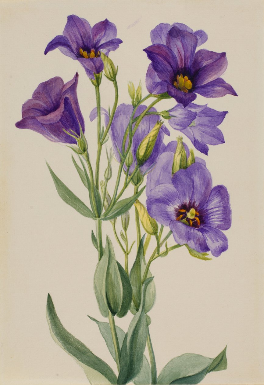 Eustoma russelianum af Mary Vaux Walcott