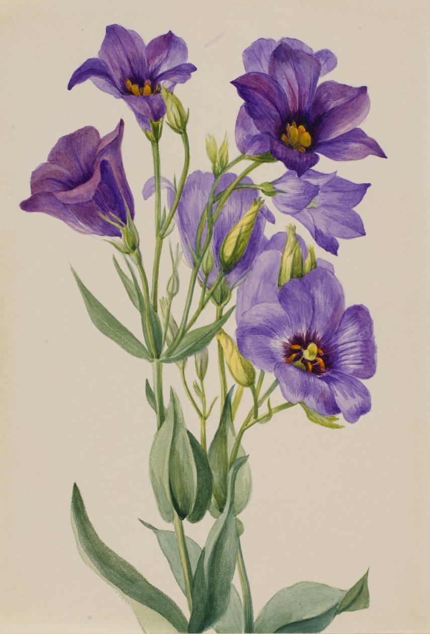 Eustoma russelianum, ca. begyndelsen af 1930