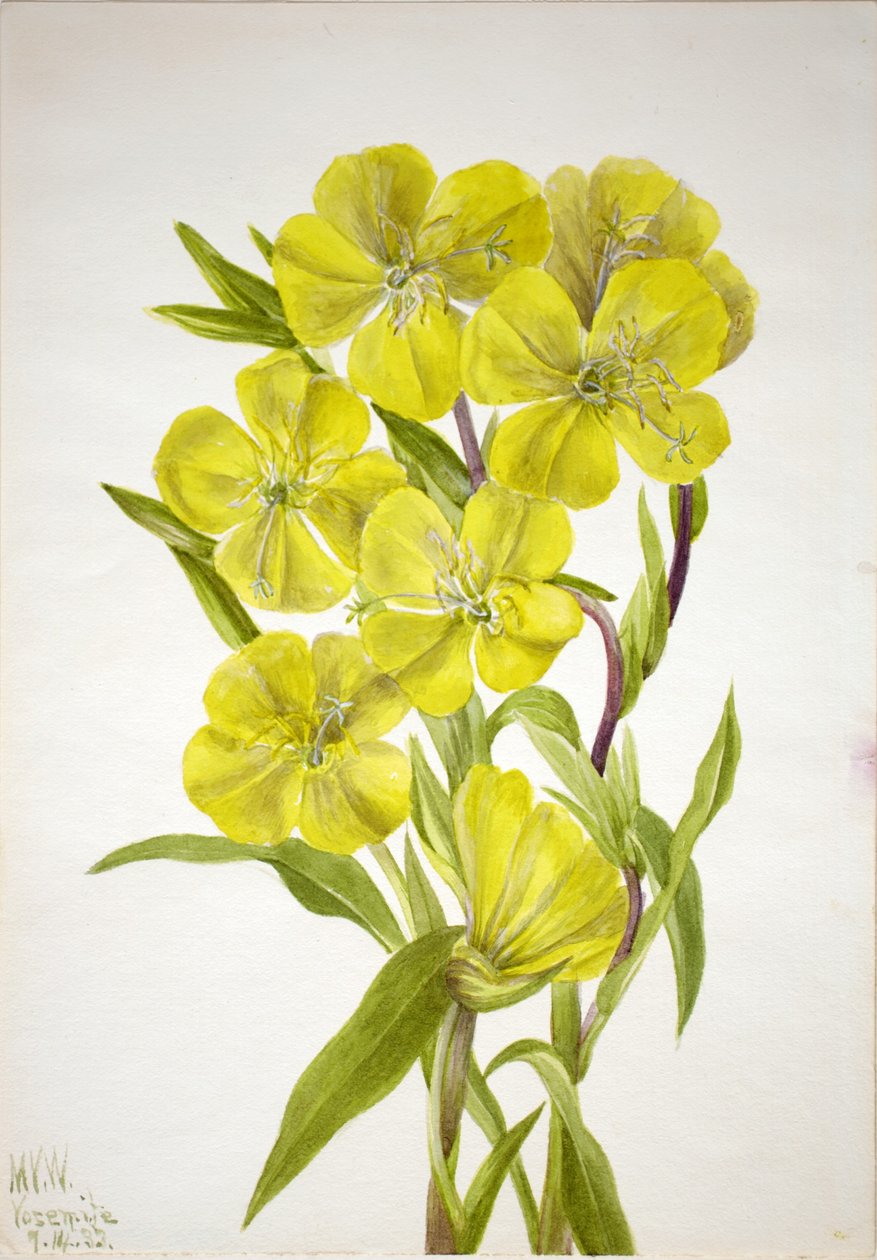 Kæmpenatlys (Oenothera) af Mary Vaux Walcott