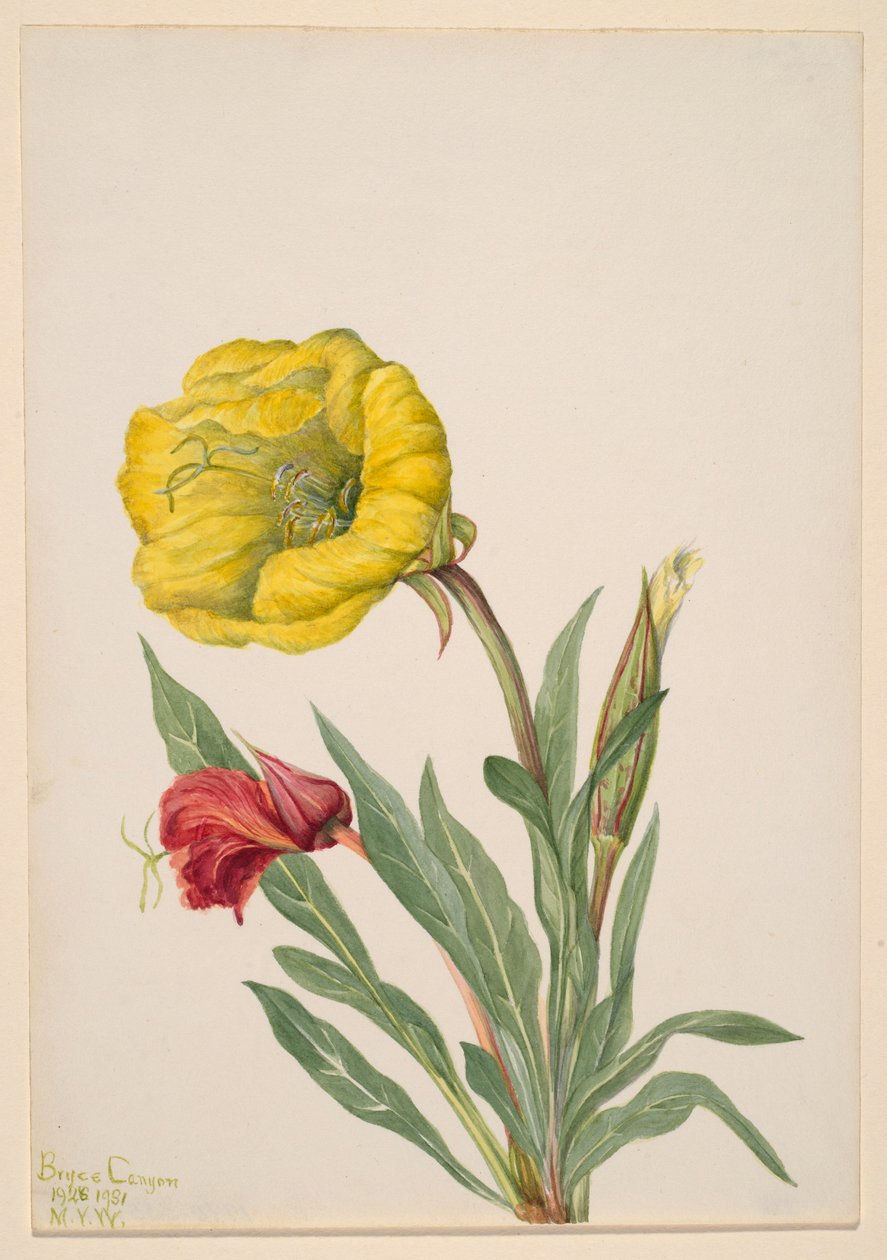 Kæmpenatlys (Oenothera howardi) af Mary Vaux Walcott