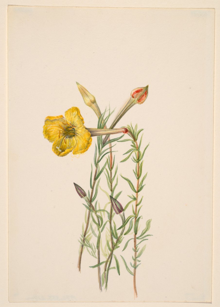 Natlys (Oenothera lavandalaefolia) af Mary Vaux Walcott
