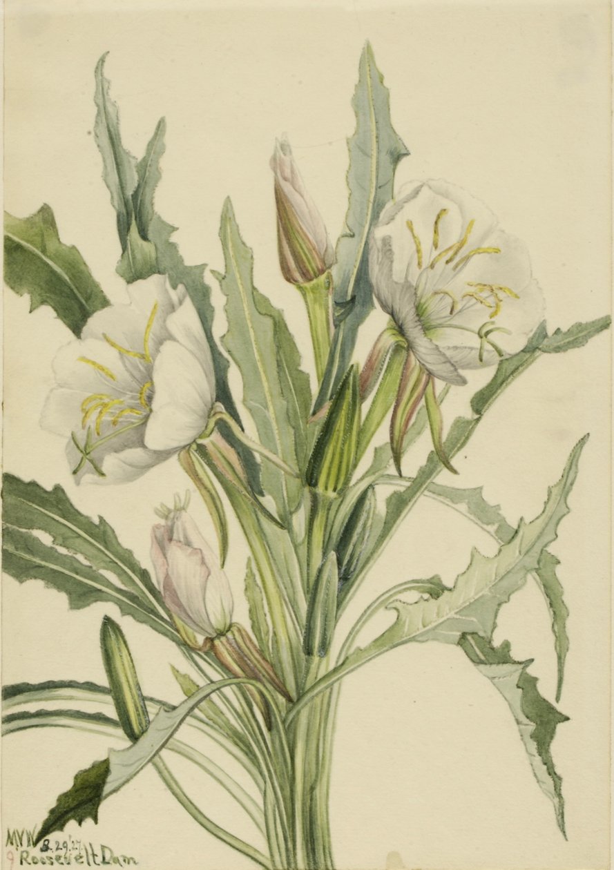 Kæmpenatlys (Pachyoplus hirsutus) af Mary Vaux Walcott
